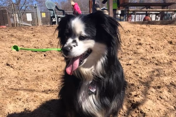 Dog Park at Myrick Park photo 1